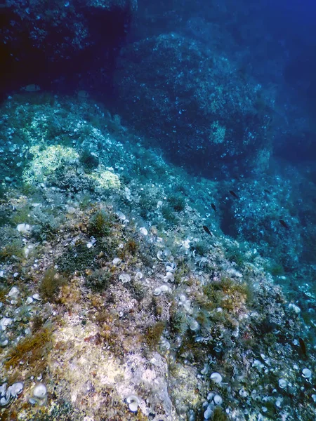 Mořský Život Podvodní Skály Sluneční Světlo Podvodní Život Volně Žijící — Stock fotografie