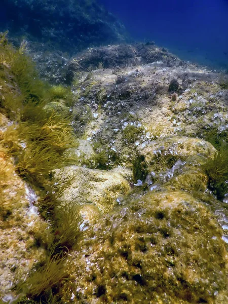 Sea Life Unterwasser Felsen Sonnenlicht Unterwasser Leben Tierwelt — Stockfoto