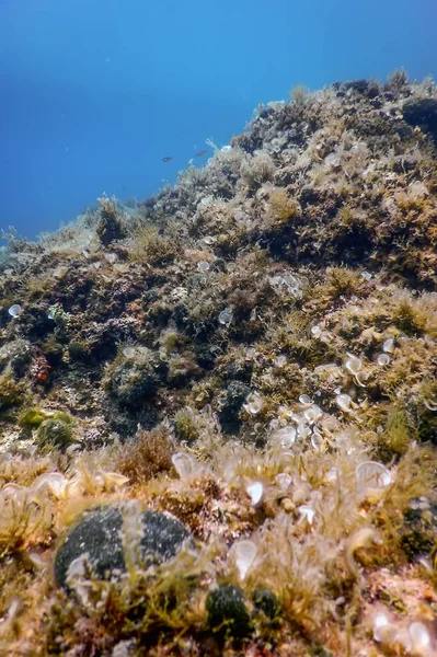 Sea Life Underwater Rocks Sunlight, Underwater Life, wildlife