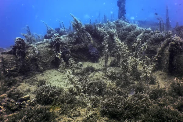 Дика Природа Корабля Розбита Підводний Світ Дикої Природи — стокове фото