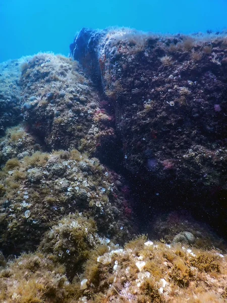 Vida Marinha Rochas Subaquáticas Luz Solar Vida Subaquática Vida Selvagem — Fotografia de Stock