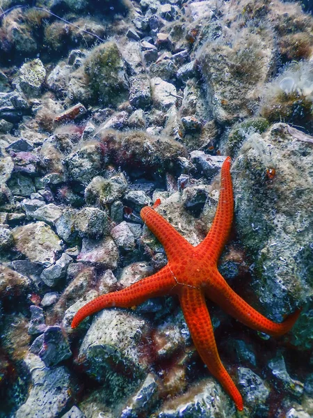 Rode Zeester Zeebodem Echinaster Sepositus Onderwaterdieren — Stockfoto