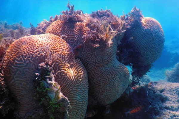 Coral Cerebral Fundo Mar Vida Marinha — Fotografia de Stock