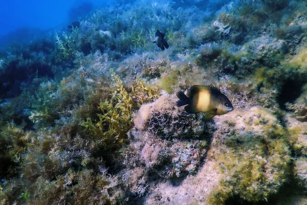 Dusky Gregory Underwater Stegastes Nigricans Vida Marina —  Fotos de Stock