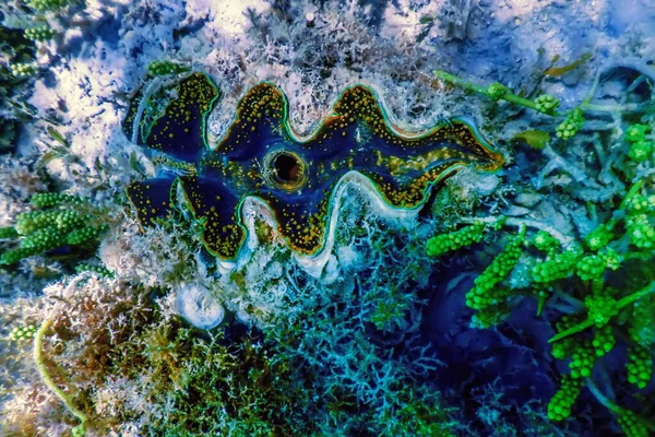 Maxima Clam Tridacna Maxima 海洋生物 — 图库照片