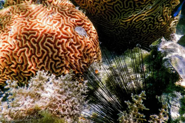 Εγκέφαλος Κοραλλιογενής Στον Βυθό Της Θάλασσας Θαλάσσια Ζωή — Φωτογραφία Αρχείου