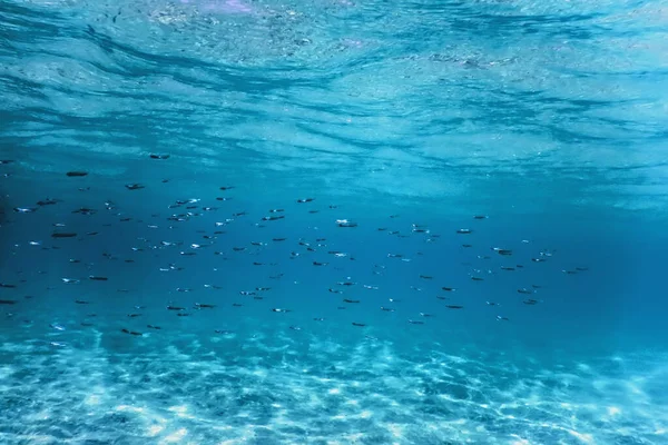 海底鱼类群 海底沙质背景 — 图库照片
