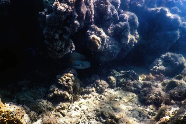 Unterwasser Landschafts Riff Mit Algen Blauer Unterwasserhintergrund — Stockfoto