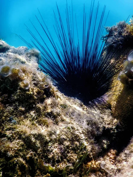 Oursin Longues Épines Diadema Antillarum Sous Marin Vie Marine — Photo