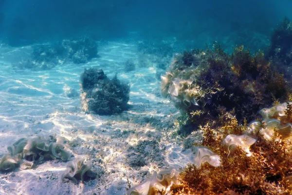 Підводний Пейзажний Риф Водоростями Синій Підводний Фон — стокове фото