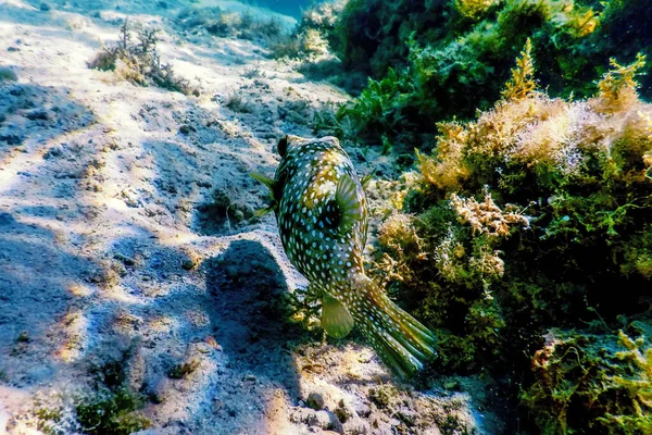 Puffer Maculato Bianco Subacqueo Arothron Hispidus Vita Marina — Foto Stock