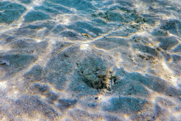 Camarão Manchado Amblyeleotris Guttata Subaquático Vida Marinha — Fotografia de Stock