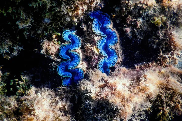 Maxima Venusmuschel Tridacna Maxima Unterwasser Meereslebewesen — Stockfoto