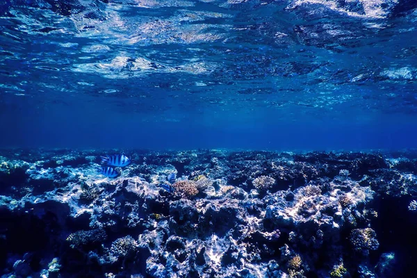 Onderwater Zicht Het Koraalrif Tropische Wateren Marine Leven — Stockfoto
