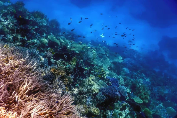 Vistas Submarinas Del Arrecife Coral Aguas Tropicales Vida Marina — Foto de Stock