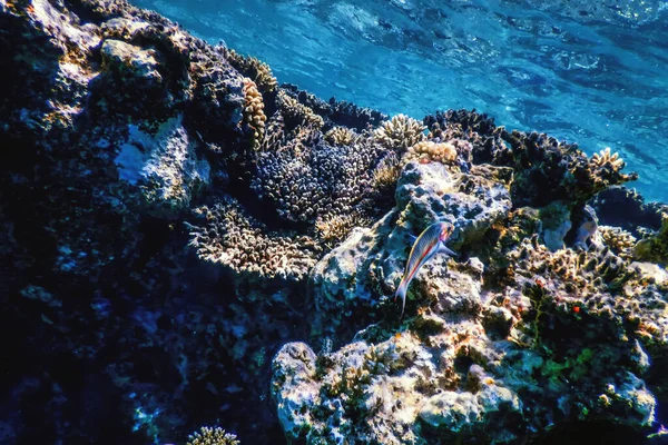 Vue Sous Marine Sur Récif Corallien Eaux Tropicales Vie Marine — Photo