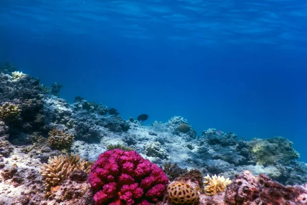 Vista Subaquática Recife Coral Águas Tropicais Vida Marinha — Fotografia de Stock