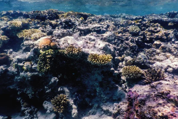 Vista Subaquática Recife Coral Águas Tropicais Vida Marinha — Fotografia de Stock