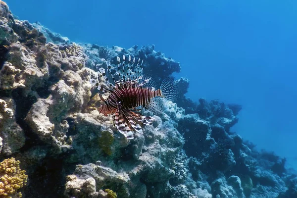 Pez León Pez Arrecife Coral Venenoso Especies Invasoras Pterois Volitans — Foto de Stock