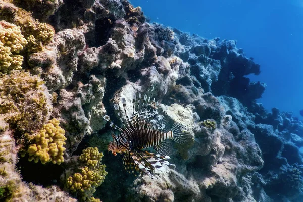 Lvice Jedovaté Korálové Útesy Ryby Invazivní Druhy Pterois Volitans Tropické — Stock fotografie