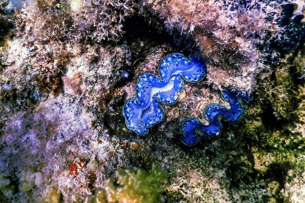 Maxima Clam Tridacna Maxima 海洋生物 — 图库照片