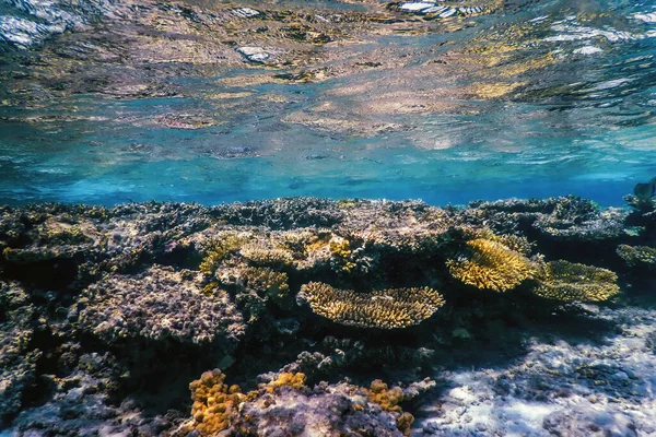 Undervattensutsikt Över Korallrevet Tropiska Vatten Marint Liv — Stockfoto