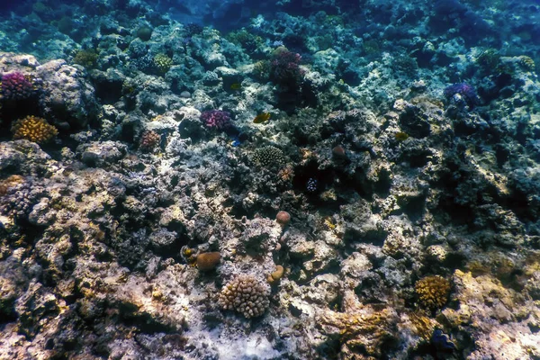 サンゴ礁 熱帯水 海洋生物の水中ビュー — ストック写真