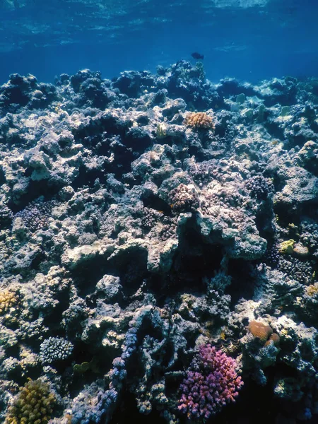 Vista Subacquea Della Barriera Corallina Acque Tropicali Vita Marina — Foto Stock