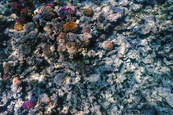 Onderwater Zicht Het Koraalrif Tropische Wateren Marine Leven — Stockfoto