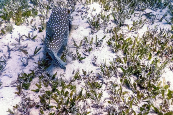 Weißfleckiger Kugelfisch Unterwasser Arothron Hispidus Meereslebewesen — Stockfoto