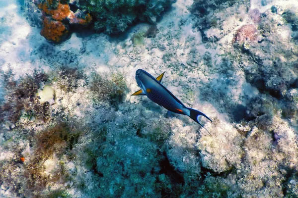 Sohal Surgeonfish Sohal Tang Acanthurus Sohal Vida Marinha — Fotografia de Stock