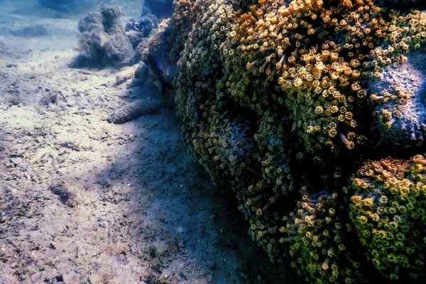 Pólipos Coral Recife Paisagem Subaquática Fundo Subaquático Azul — Fotografia de Stock