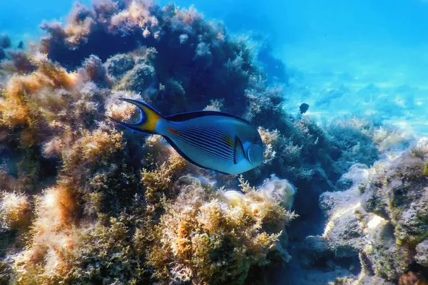 Der Sohal Doktorfisch Sohal Tang Acanthurus Sohal Meereslebewesen — Stockfoto