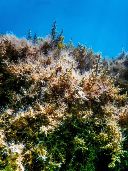 Seaweed Seaweed Underwater Seaweed Shallow Water Surface — Stock Photo, Image