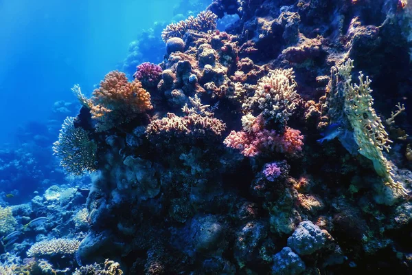 Mercan Resifinin Sualtı Manzarası Tropikal Sular Deniz Yaşamı — Stok fotoğraf