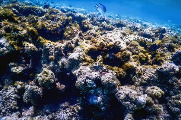 Underwater Landscape Reef Algae Blue Underwater Background — Stock Photo, Image