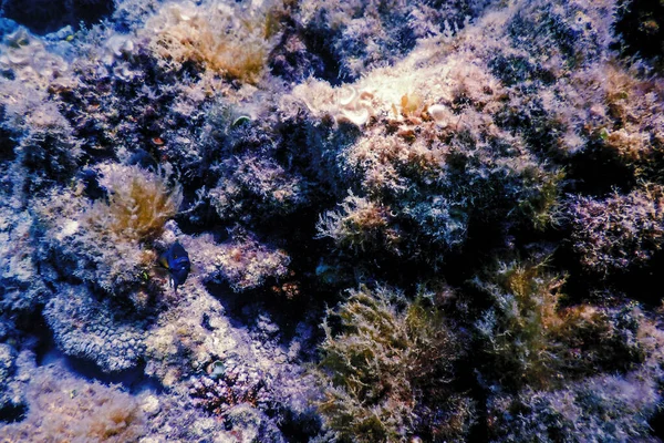 带藻类的水下珊瑚礁 蓝色水下背景 — 图库照片