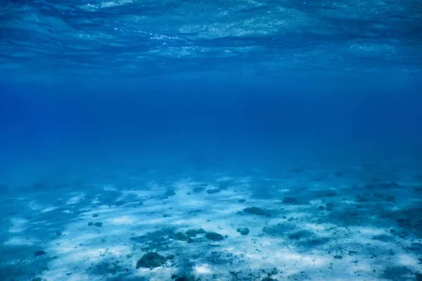 Fundo Marinho Arenoso Vida Marinha Fundo Subaquático — Fotografia de Stock
