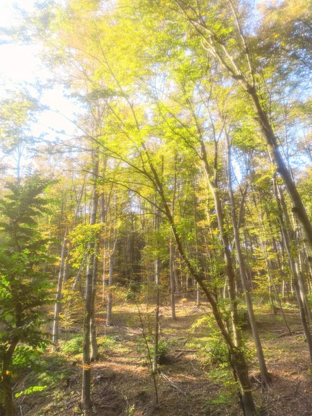 Höstskogsnatur Färgglada Skog Sol Strålar Genom Grenar Träd — Stockfoto