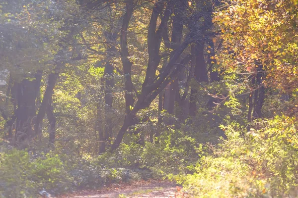 秋天森林自然 五彩斑斓的森林阳光穿过树枝 — 图库照片