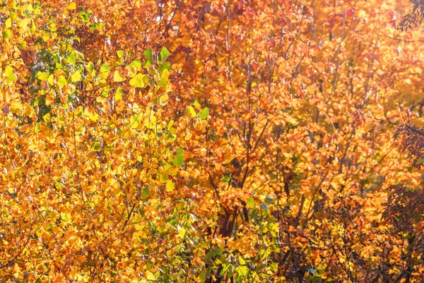 Autumn Forest Colorful Trees and Leafs, Background Autumn Trees, Autumn Texture Pattern 
