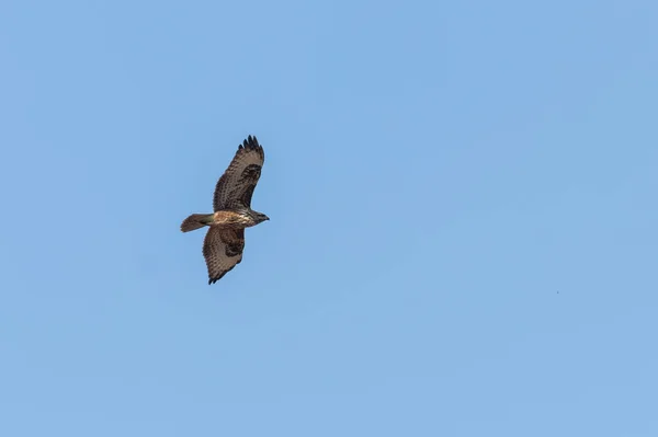 Common Buzzard Flight Buteo Buteo Blue Sky — Stock fotografie
