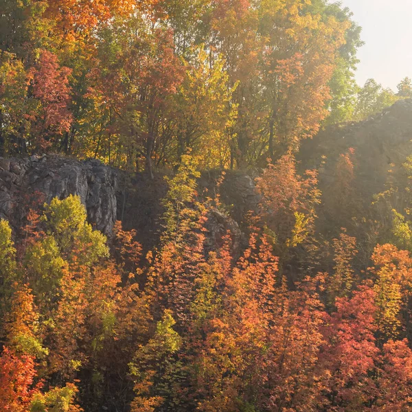 Autumn Forest Colorful Trees and Leafs, Background Autumn Trees, Autumn Texture Pattern 