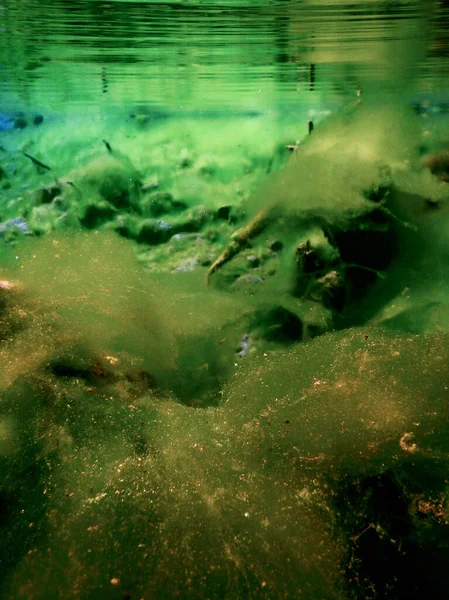 Rocks Underwater Riverbed Covered Green Algae Water Quality — Stock Photo, Image