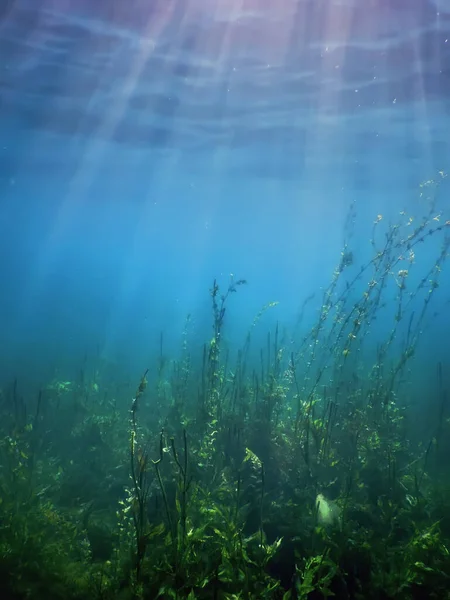 Süßwasser Flora Unterwasser Süßwasserlandschaft Unterwasser Flora — Stockfoto