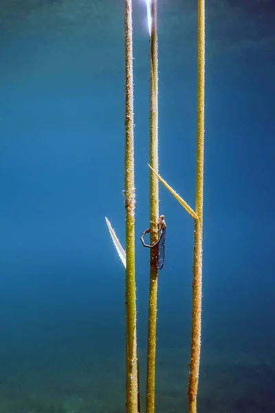 Vážka Kladoucí Vejce Větev Pod Vodou Reprodukce Vážky — Stock fotografie