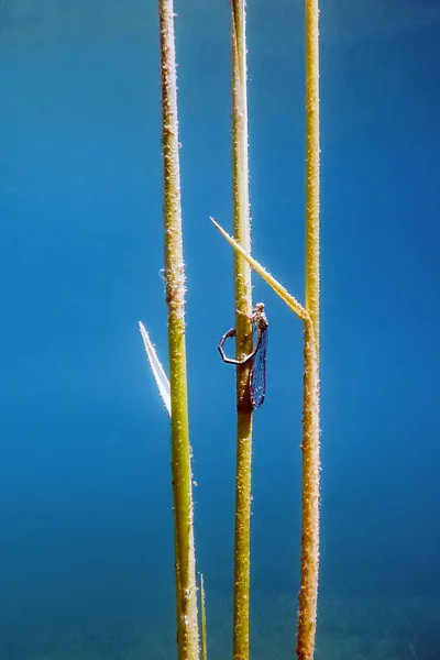 Dragonfly Legt Eieren Een Tak Onder Water Dragonfly Reproductie — Stockfoto