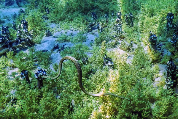 Dobbelslang Natrix Tessellata Zwemmen Helder Water Onderwater Wilde Dieren — Stockfoto