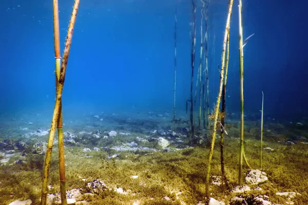 Zoetwater Flora Onderwater Zoetwater Landschap Onderwater Flora — Stockfoto