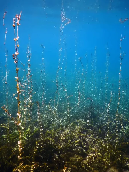 Freshwater Flora Underwater Freshwater Landscape Underwater Flora — стокове фото